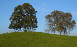 012 - sommer auf dem chall